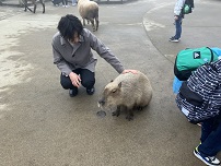 かぴばら