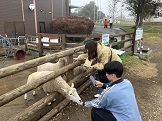 羊にエサやり