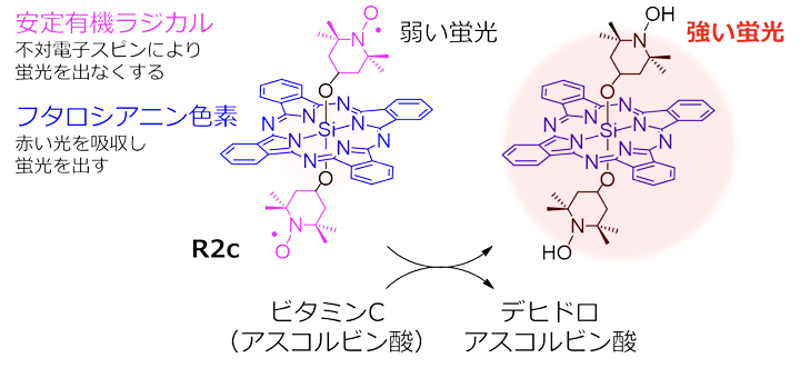 蛍光分子R2cの構成とビタミンCとの反応機構