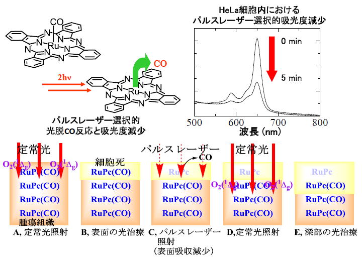 パルスレーザで調節可能な吸光係数を有する光増感剤の開発